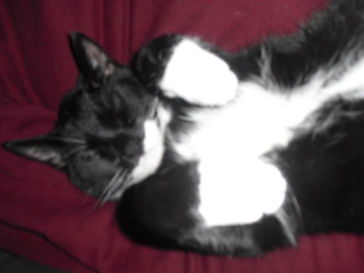 Huskat Morgan - Gør mig til for kameraet :-) billede 8