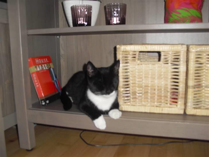 Huskat Morgan - Gemmeleg i reolen billede 9