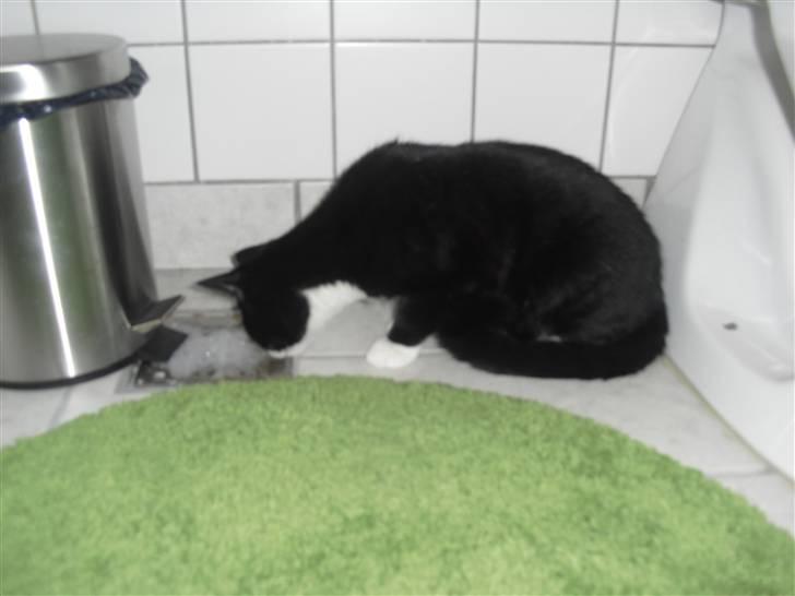 Huskat Morgan - Leger med bobler på badeværelset billede 10