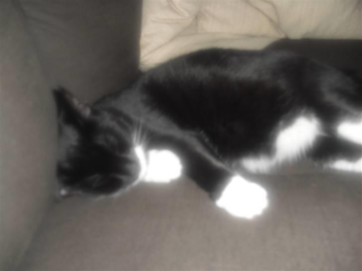 Huskat Morgan - Puha det er hårdt at være killing :-) billede 11