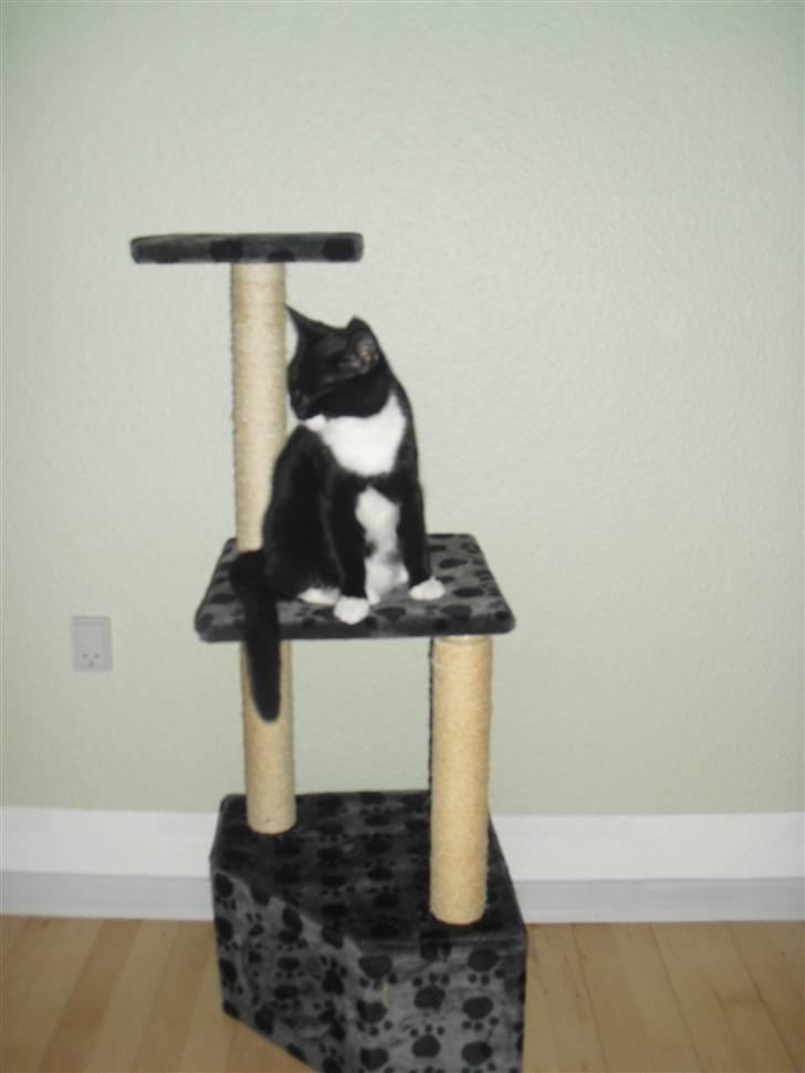 Huskat Morgan - Troner på mit nye kattetræ :-) billede 12