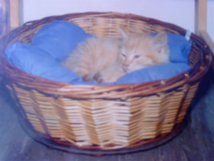 Norsk Skovkat Emil ¤R.i.P :'( ¤ - 1# billede 1