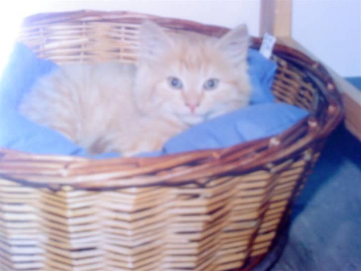 Norsk Skovkat Emil ¤R.i.P :'( ¤ - 2# billede 2