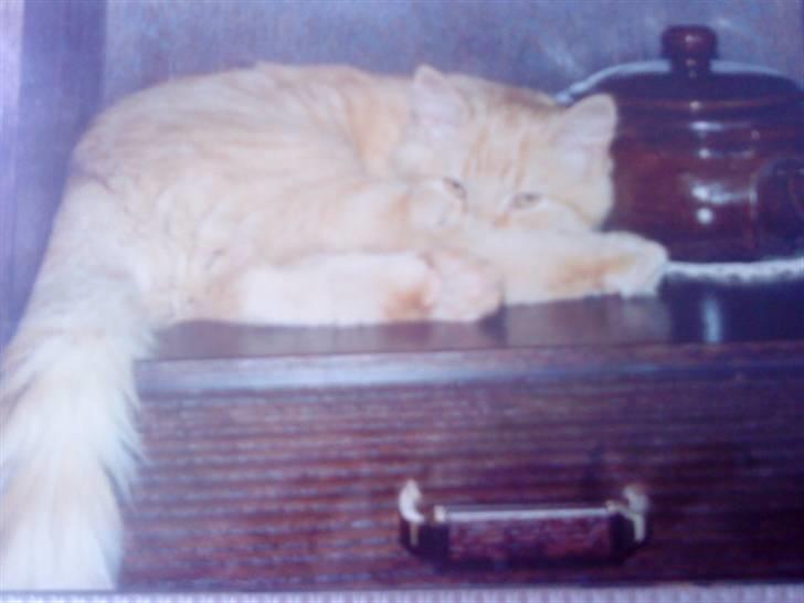 Norsk Skovkat Emil ¤R.i.P :'( ¤ - 3# billede 3