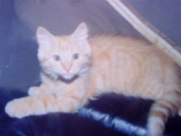 Norsk Skovkat Emil ¤R.i.P :'( ¤ - 4# billede 4