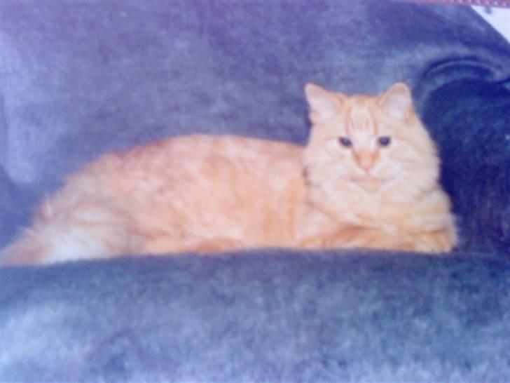 Norsk Skovkat Emil ¤R.i.P :'( ¤ - 5# Nutid, datid vi to foraltid? :-* billede 5