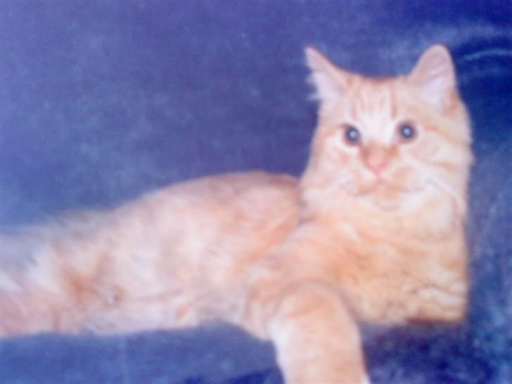 Norsk Skovkat Emil ¤R.i.P :'( ¤ - 6# Du bare dejlig! <3 billede 6