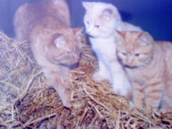 Norsk Skovkat Emil ¤R.i.P :'( ¤ - 7# billede 7