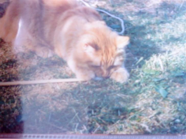 Norsk Skovkat Emil ¤R.i.P :'( ¤ - 8# billede 8