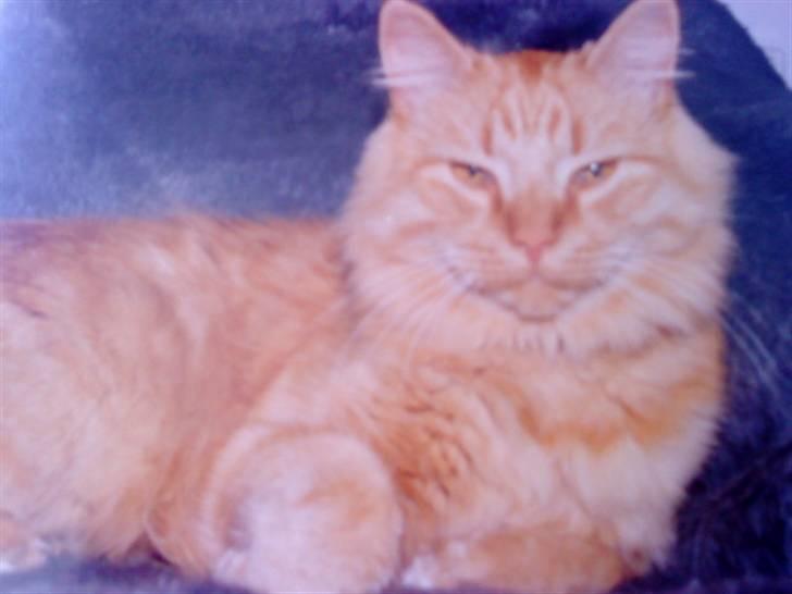 Norsk Skovkat Emil ¤R.i.P :'( ¤ - 9# billede 9