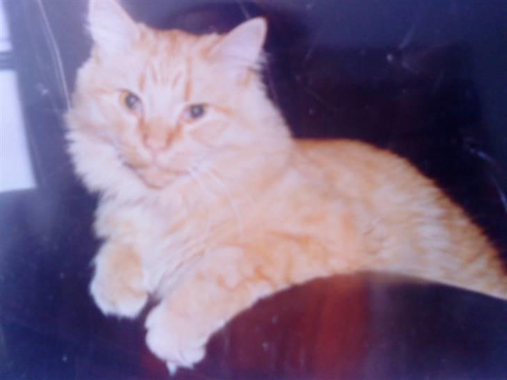 Norsk Skovkat Emil ¤R.i.P :'( ¤ - 10# billede 10