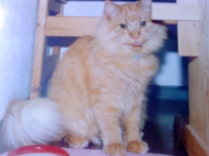 Norsk Skovkat Emil ¤R.i.P :'( ¤ - 11# billede 11