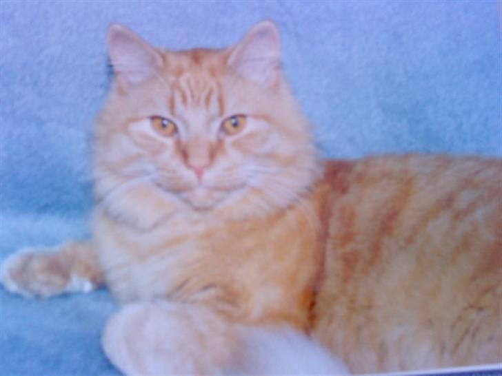 Norsk Skovkat Emil ¤R.i.P :'( ¤ - 12# billede 12