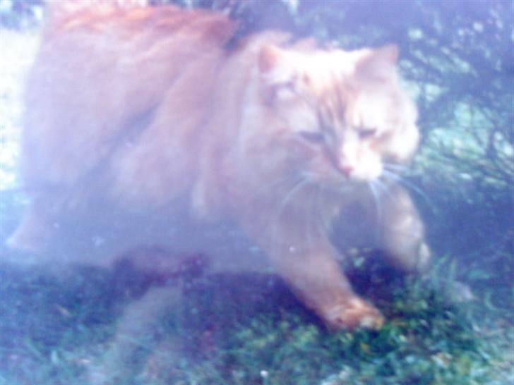 Norsk Skovkat Emil ¤R.i.P :'( ¤ - 13# billede 13