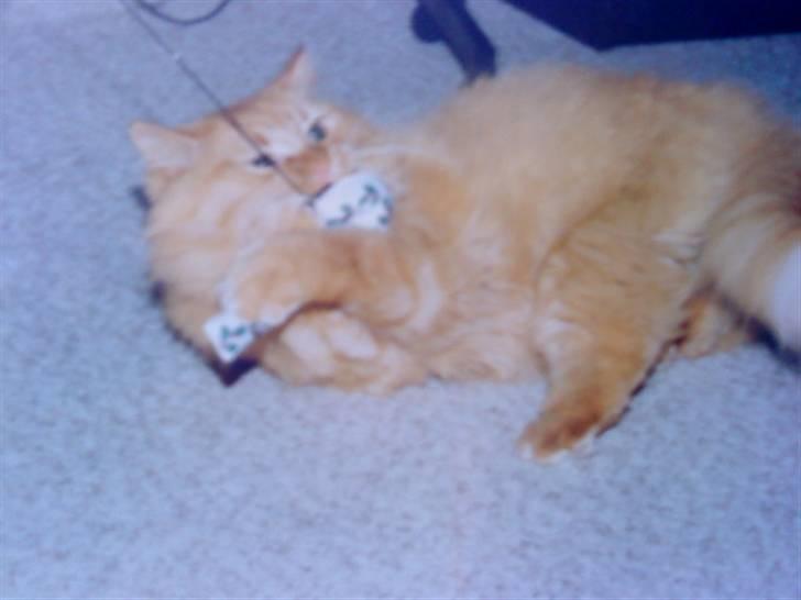 Norsk Skovkat Emil ¤R.i.P :'( ¤ - 14# billede 14