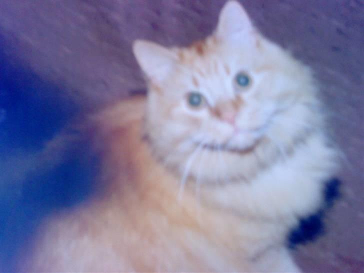 Norsk Skovkat Emil ¤R.i.P :'( ¤ - 15# billede 15