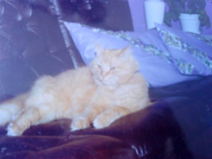 Norsk Skovkat Emil ¤R.i.P :'( ¤ - 16# billede 16