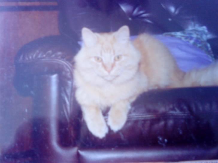 Norsk Skovkat Emil ¤R.i.P :'( ¤ - 17# billede 17