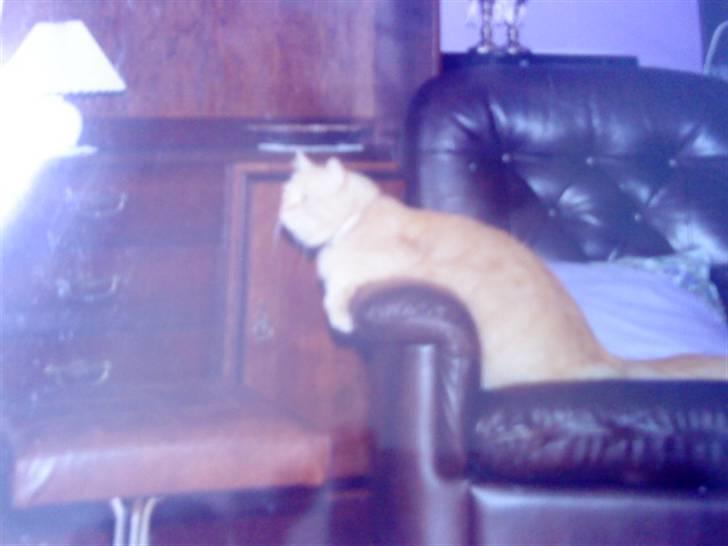 Norsk Skovkat Emil ¤R.i.P :'( ¤ - 18# billede 18