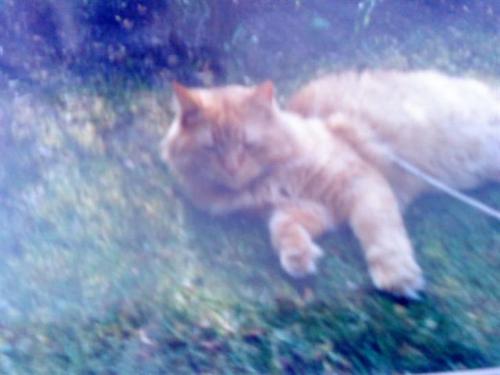 Norsk Skovkat Emil ¤R.i.P :'( ¤ - 19# billede 19