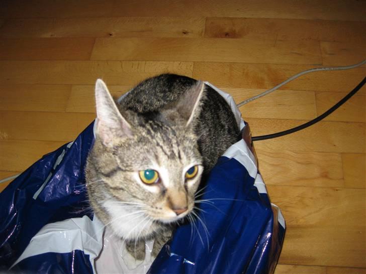 Huskat Mille billede 12