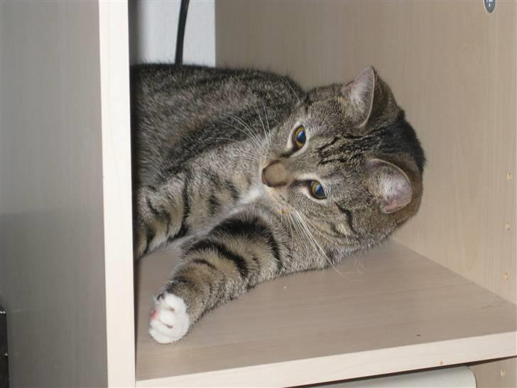 Huskat Mille billede 13