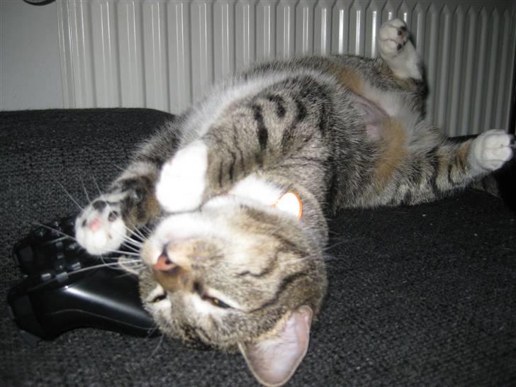 Huskat Mille billede 14