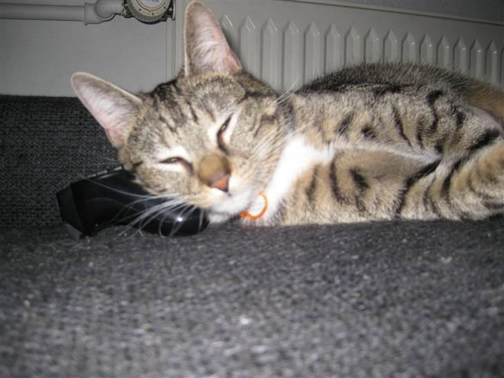 Huskat Mille billede 15