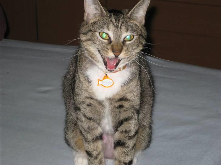 Huskat Mille billede 16