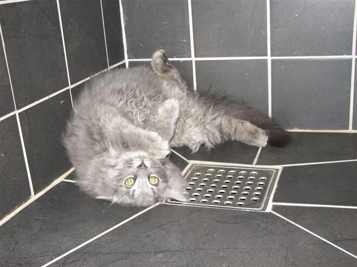 Blanding af racer Måffe  billede 7