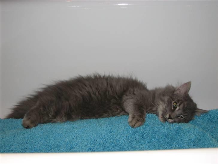 Blanding af racer Måffe  billede 8