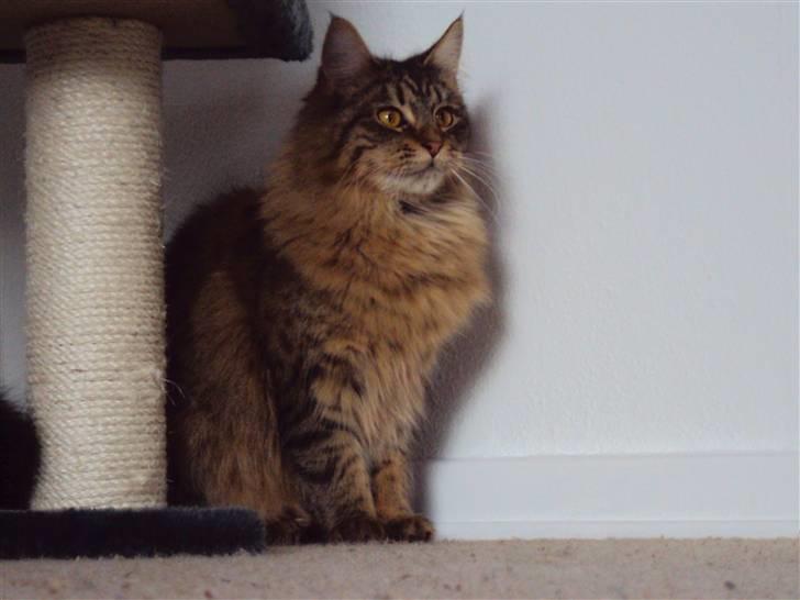 Blanding af racer Aleesha billede 1