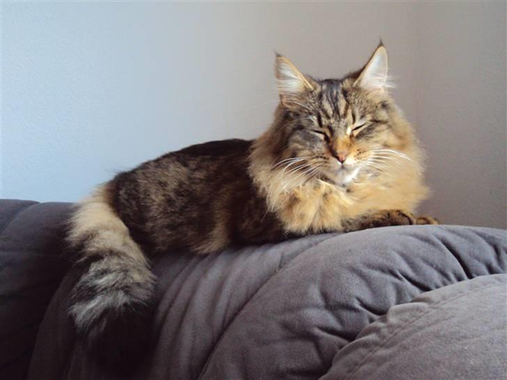 Blanding af racer Aleesha billede 3