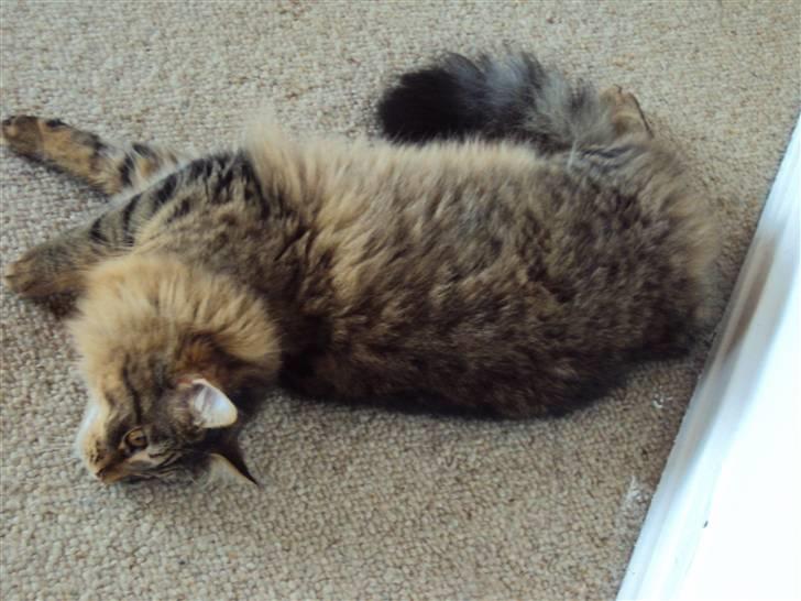 Blanding af racer Aleesha billede 4