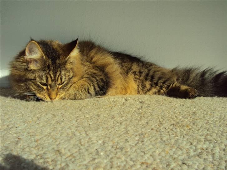 Blanding af racer Aleesha - Jeg ELSKER at finde et solstrejf billede 5