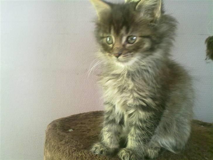 Maine Coon Timon - Timon 7uger billede 1