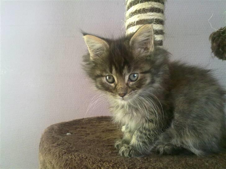 Maine Coon Timon - Timon 7uger billede 2