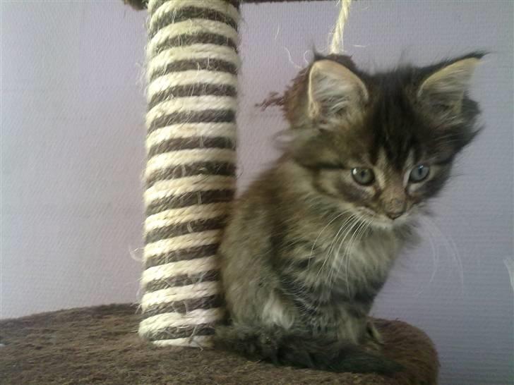 Maine Coon Timon - Timon 7uger billede 3