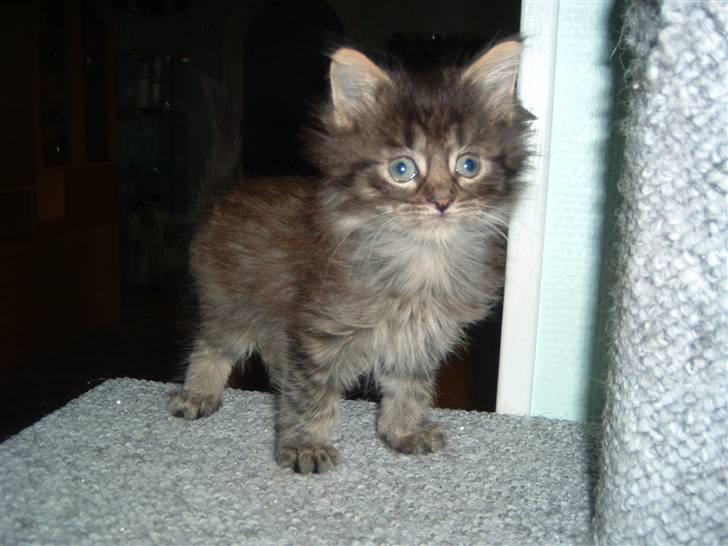 Maine Coon Timon - Timon 6uger billede 4