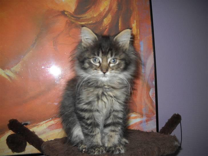 Maine Coon Timon - Timon 11uger billede 5