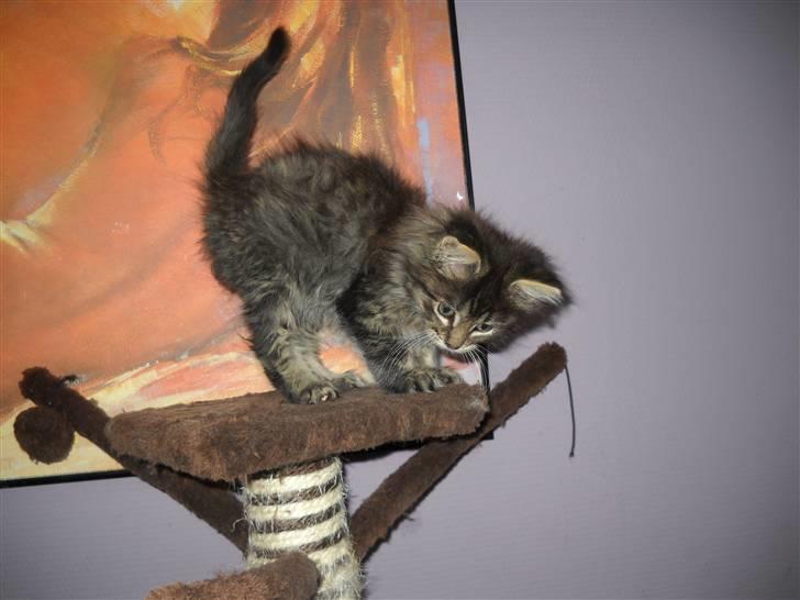 Maine Coon Timon - Timon 11uger billede 6