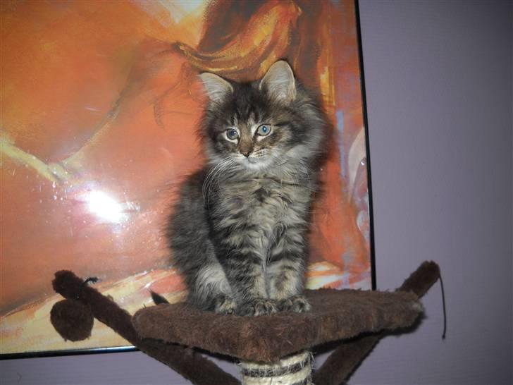 Maine Coon Timon - Timon 11uger billede 7