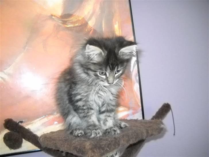 Maine Coon Timon - Timon 11uger billede 8