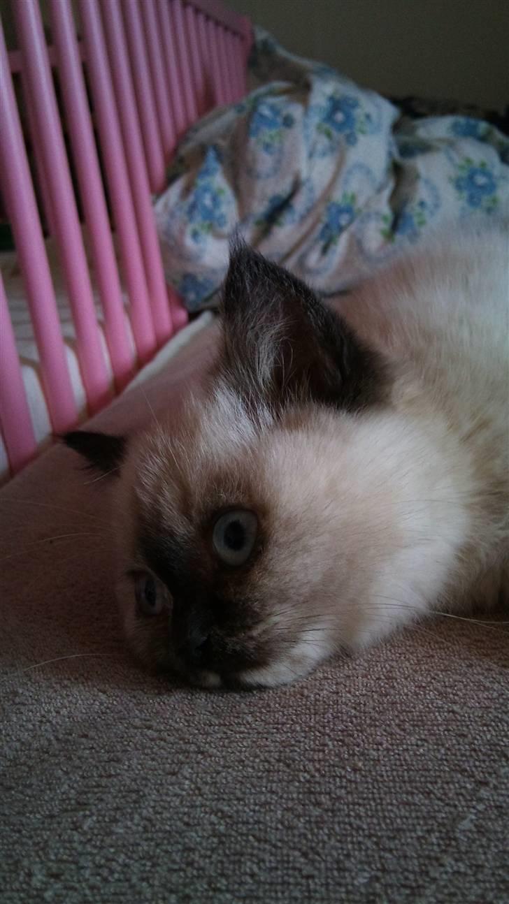 British Shorthair mille billede 1