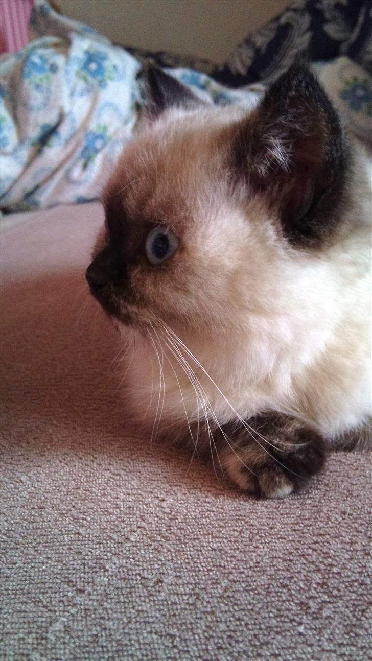 British Shorthair mille billede 2