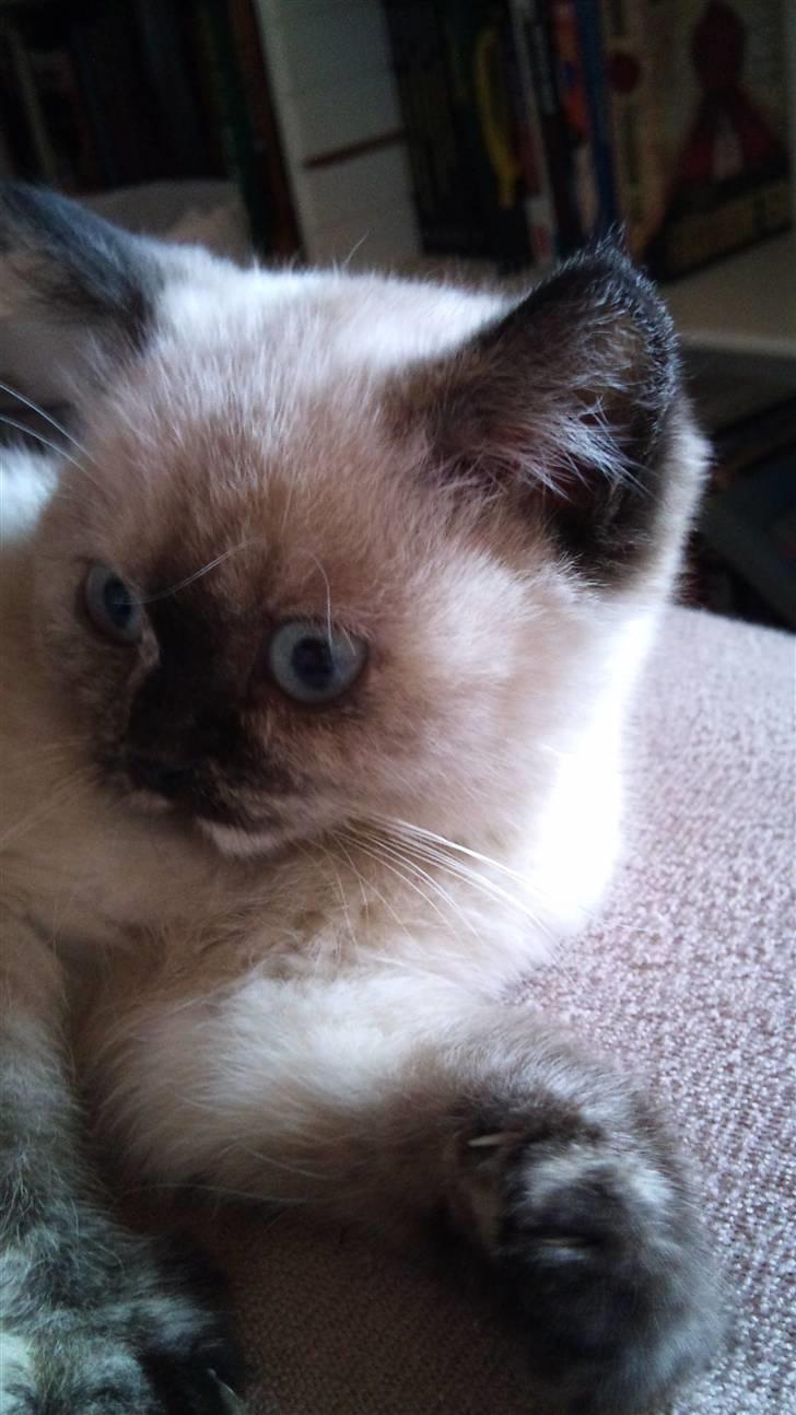 British Shorthair mille billede 3