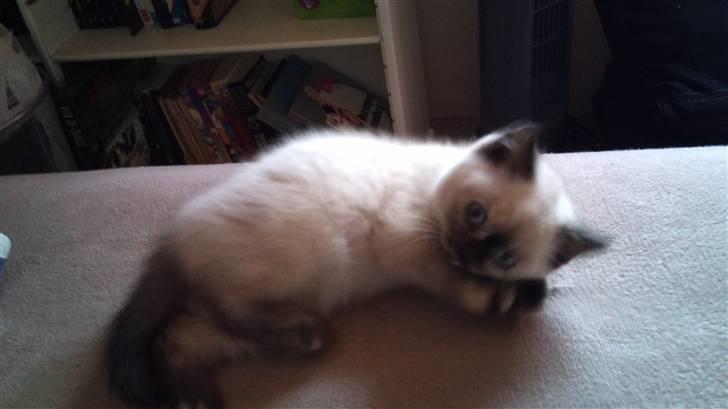 British Shorthair mille billede 4