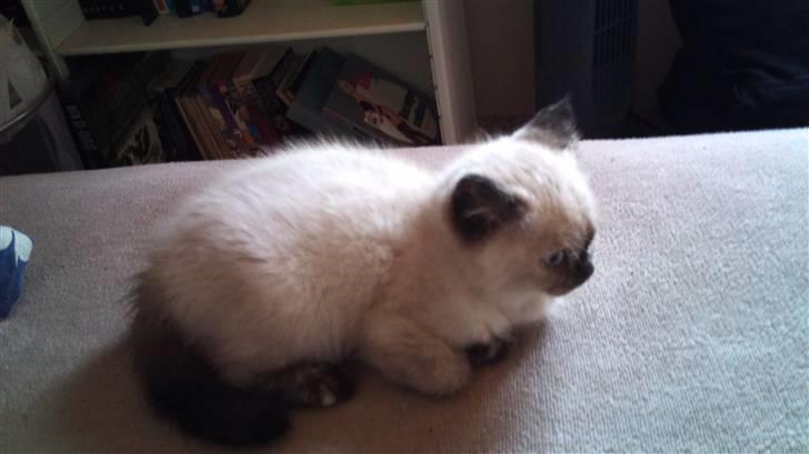 British Shorthair mille billede 5