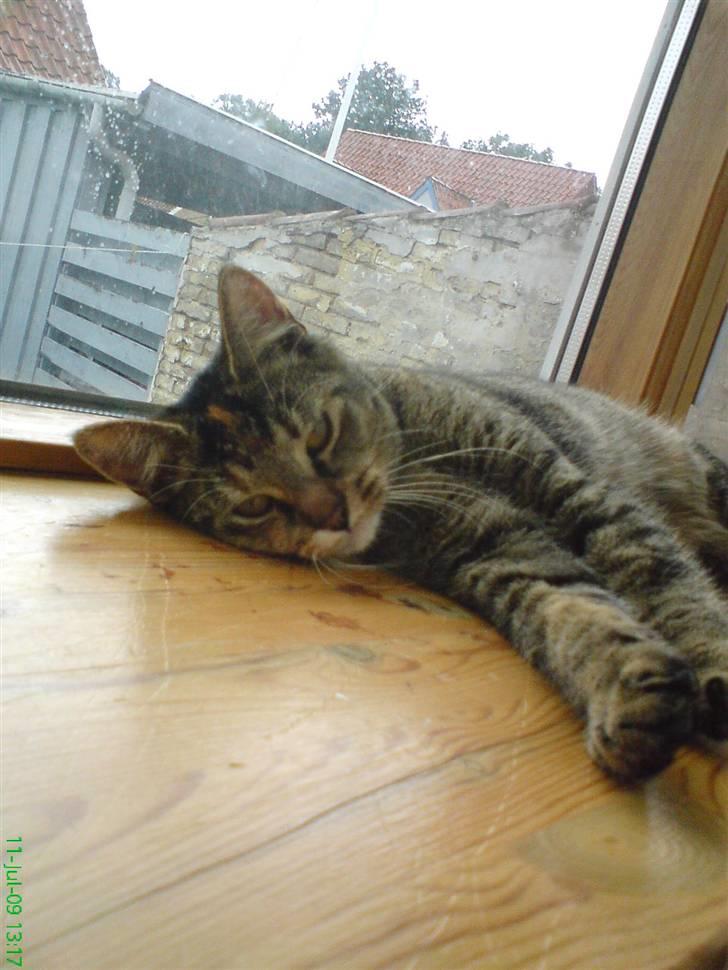 Blanding af racer kiki billede 1