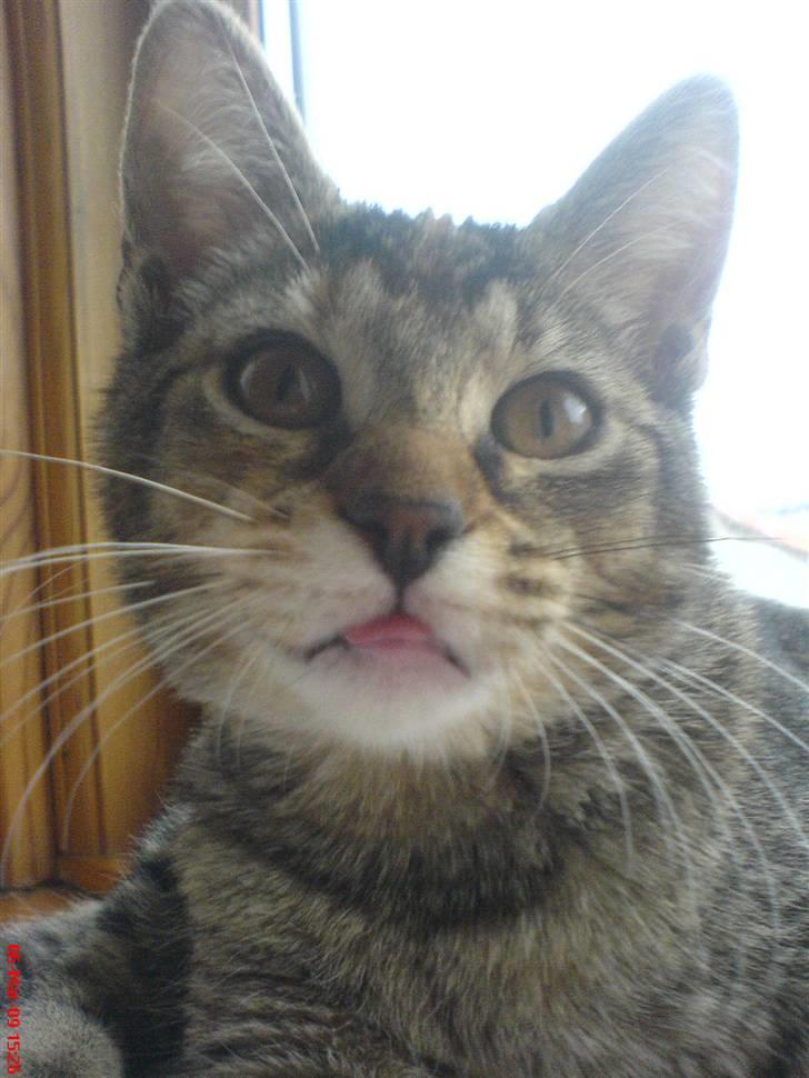 Blanding af racer kiki billede 2